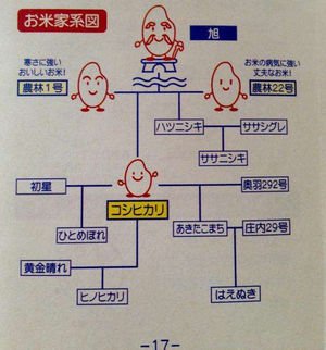 お米の家系図